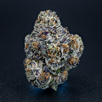 White Russian oHz (10 Pack)