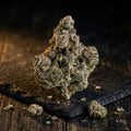 Toad Venom (7g)